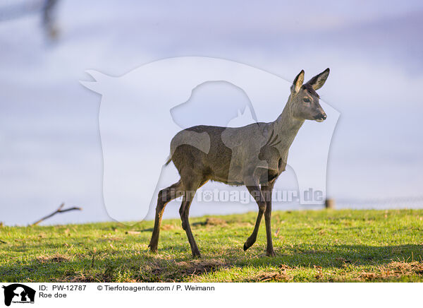Reh Ricke / Roe doe / PW-12787