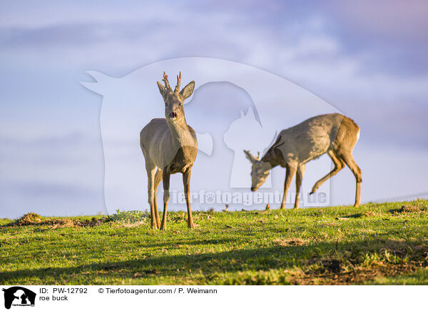 Rehbock / roe buck / PW-12792