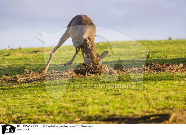 Rehbock / roe buck / PW-12793