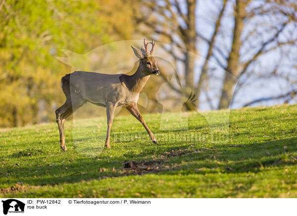 Rehbock / roe buck / PW-12842