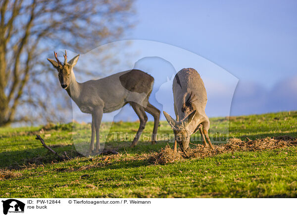 Rehbock / roe buck / PW-12844