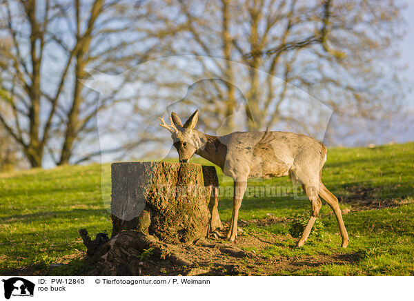 Rehbock / roe buck / PW-12845