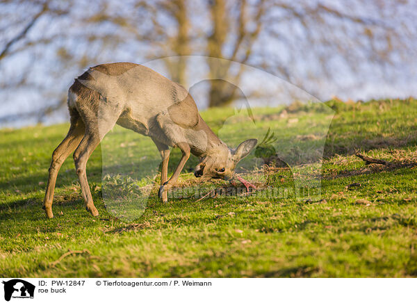 Rehbock / roe buck / PW-12847