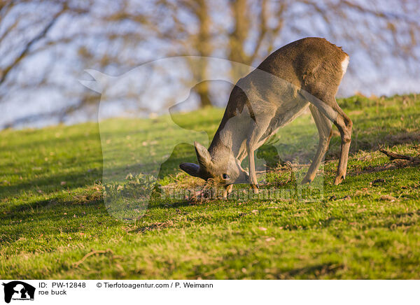 roe buck / PW-12848