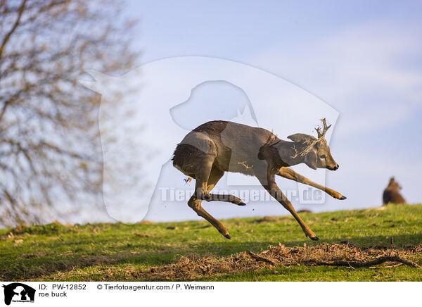 roe buck / PW-12852