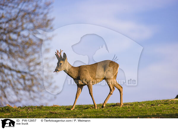 Rehbock / roe buck / PW-12857