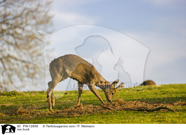 roe buck / PW-12858