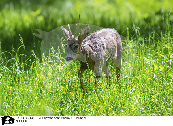roe deer / FH-02131
