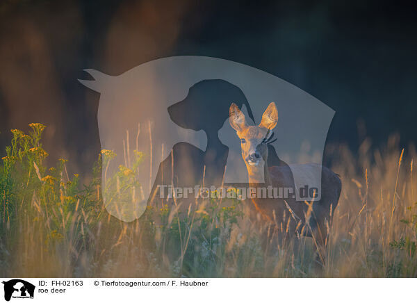 roe deer / FH-02163