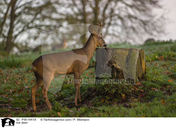 Reh / roe deer / PW-14419