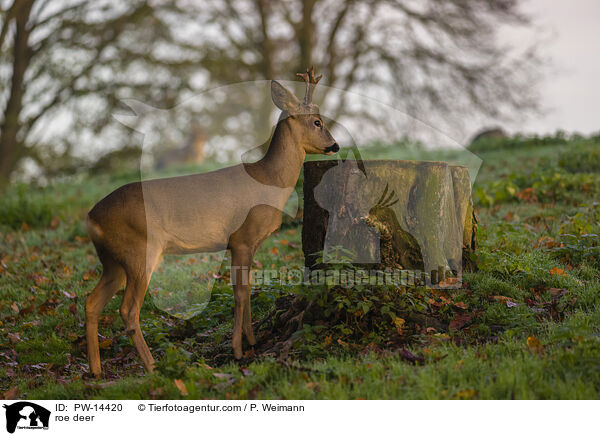 Reh / roe deer / PW-14420