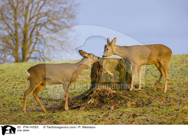 Rehe / roe deer / PW-14593