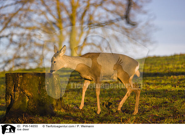 Reh / roe deer / PW-14650
