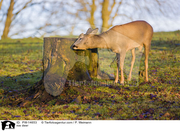 Reh / roe deer / PW-14653