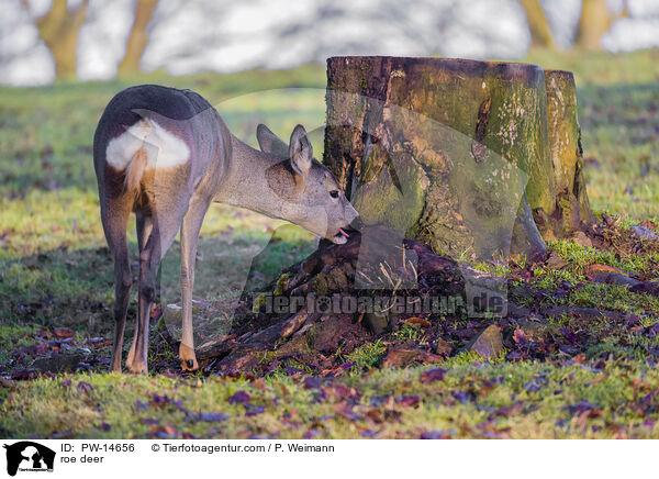 Reh / roe deer / PW-14656