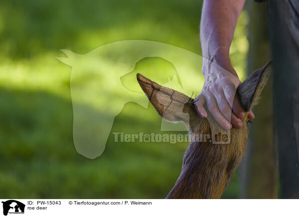 Reh / roe deer / PW-15043