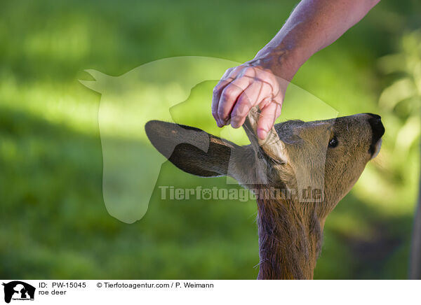 Reh / roe deer / PW-15045