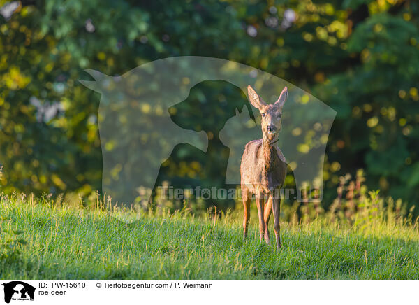 roe deer / PW-15610