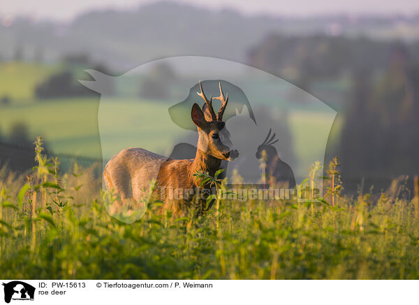 Reh / roe deer / PW-15613