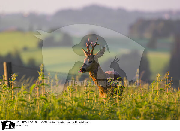 roe deer / PW-15615