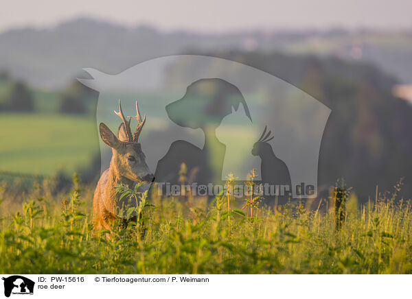 Reh / roe deer / PW-15616