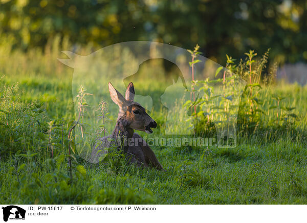 Reh / roe deer / PW-15617