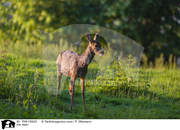 Reh / roe deer / PW-15620