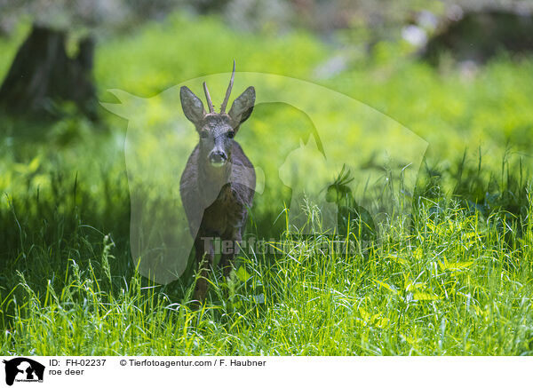 roe deer / FH-02237