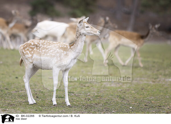 Rehe / roe deer / BK-02266