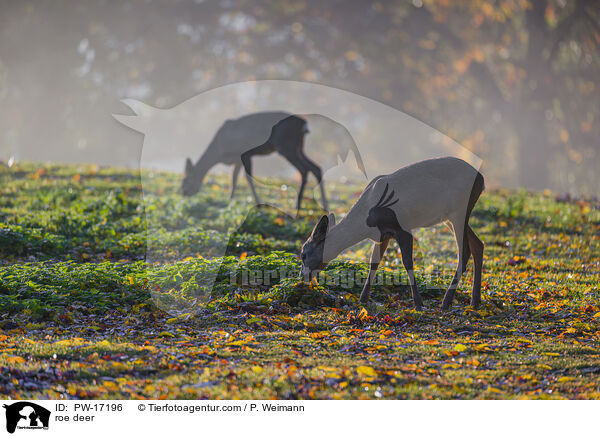 roe deer / PW-17196