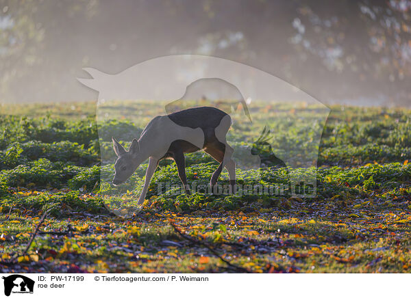 roe deer / PW-17199