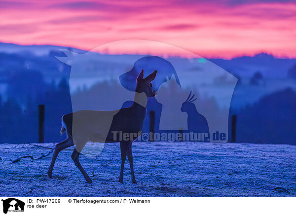 roe deer / PW-17209