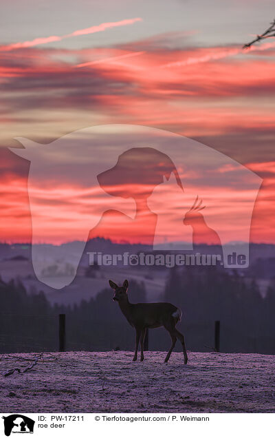roe deer / PW-17211