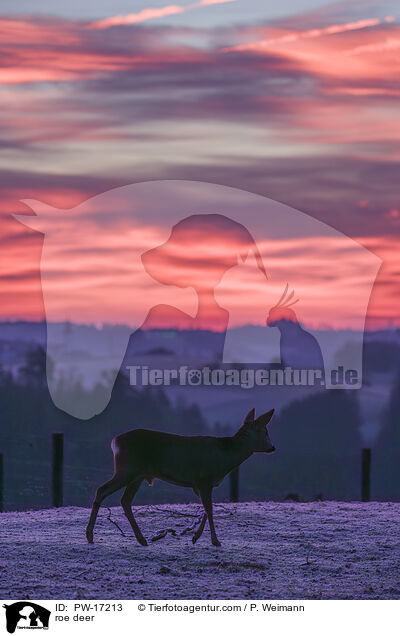roe deer / PW-17213