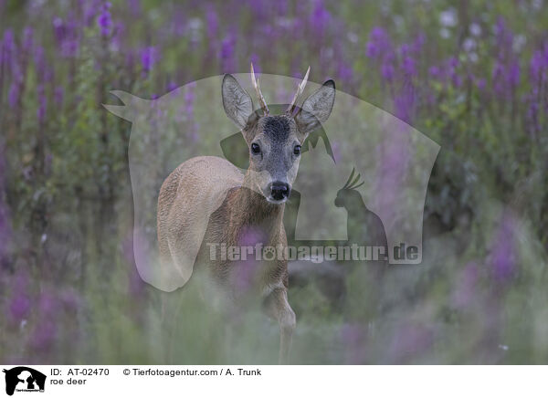 Reh / roe deer / AT-02470