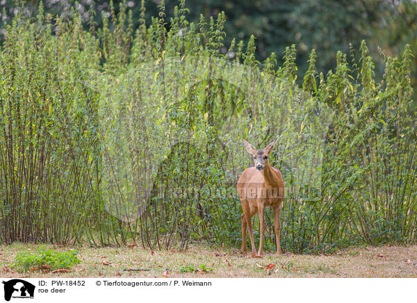 Reh / roe deer / PW-18452