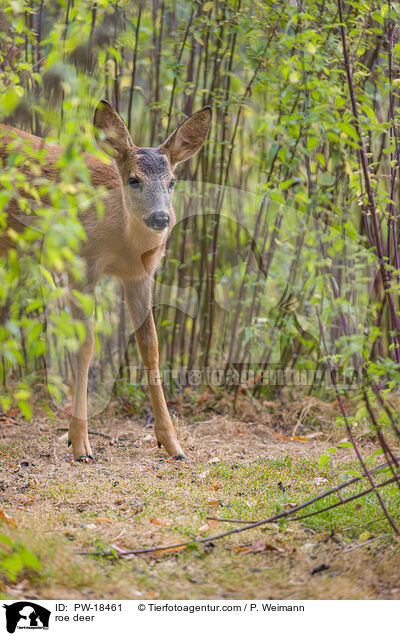 Reh / roe deer / PW-18461