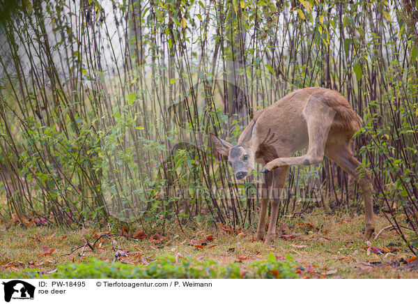 Reh / roe deer / PW-18495