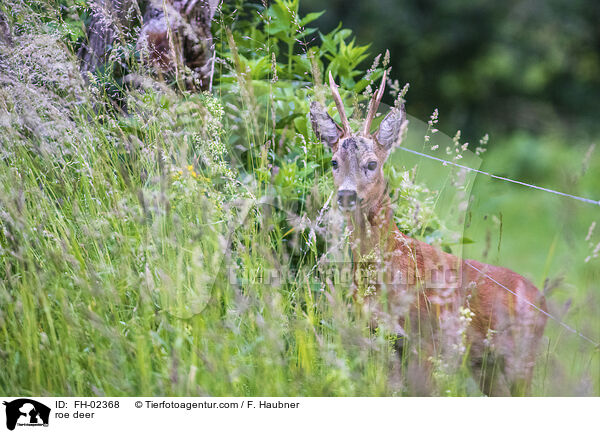 roe deer / FH-02368