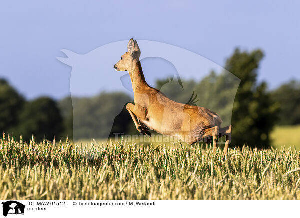 Reh / roe deer / MAW-01512