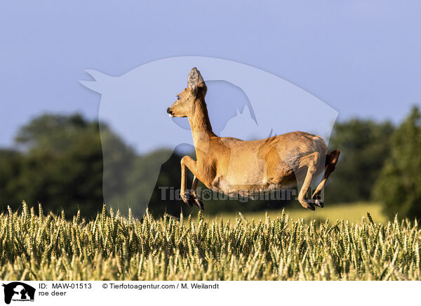 roe deer / MAW-01513