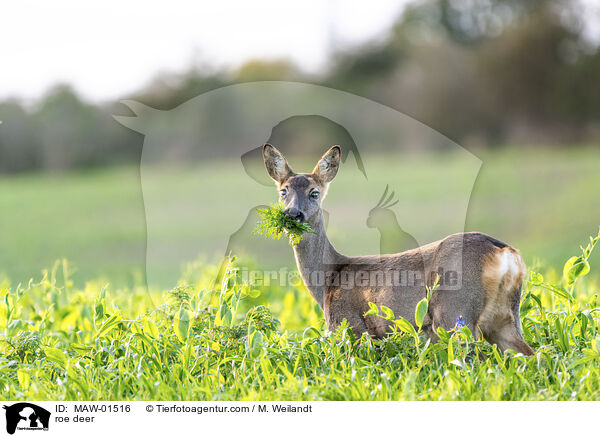 roe deer / MAW-01516