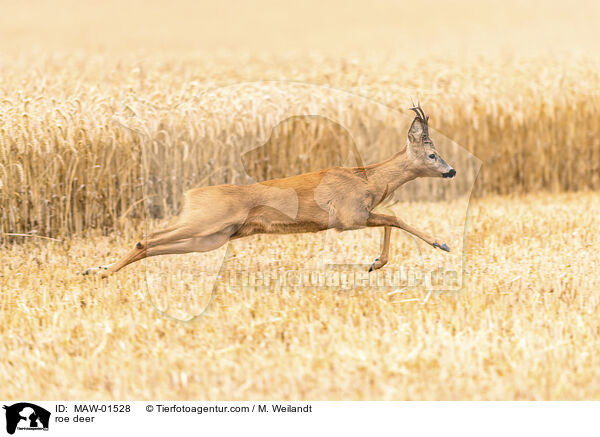roe deer / MAW-01528