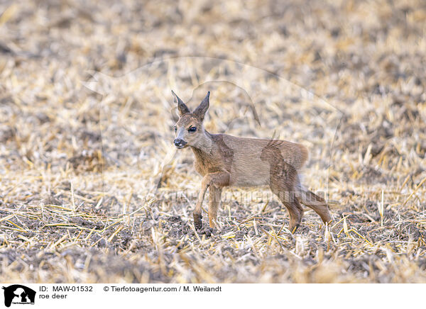 Reh / roe deer / MAW-01532