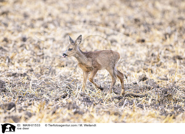Reh / roe deer / MAW-01533