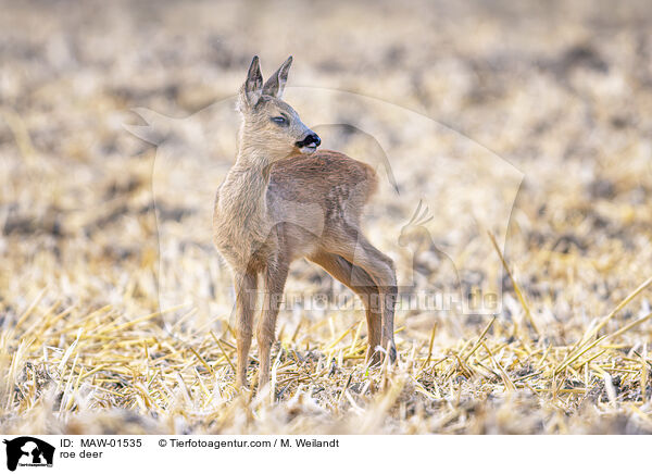 roe deer / MAW-01535