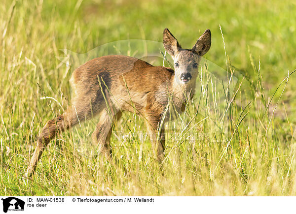 Reh / roe deer / MAW-01538