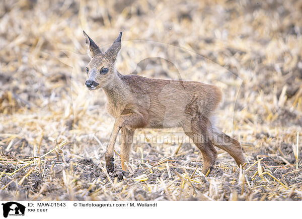 roe deer / MAW-01543