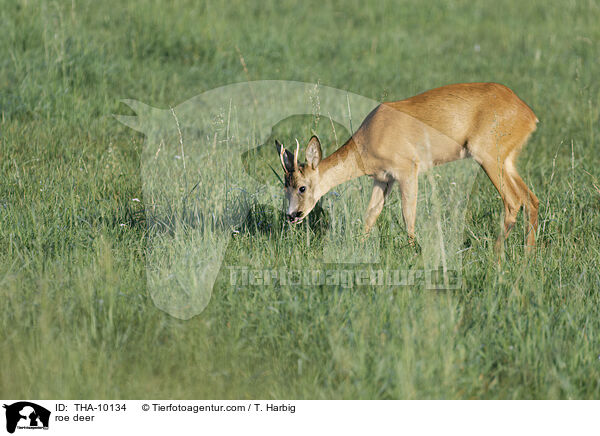 roe deer / THA-10134