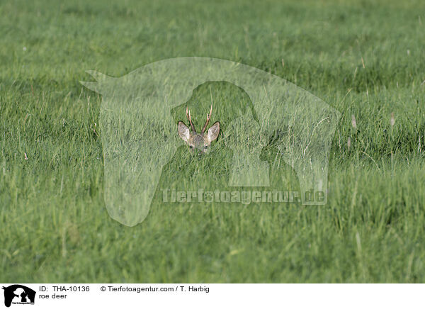 Reh / roe deer / THA-10136